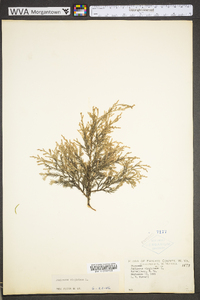 Juniperus virginiana var. virginiana image