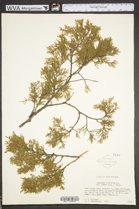 Juniperus virginiana var. virginiana image