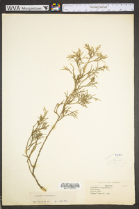 Juniperus virginiana var. virginiana image