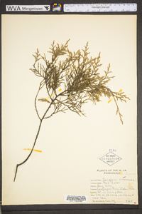 Juniperus virginiana var. virginiana image