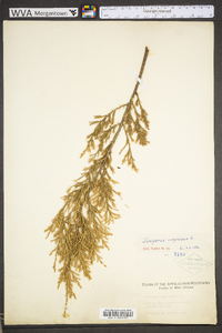 Juniperus virginiana var. virginiana image