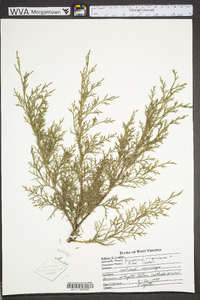 Juniperus virginiana var. virginiana image