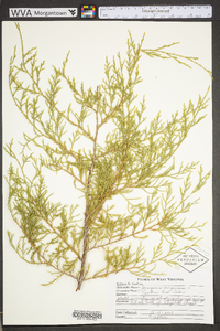 Juniperus virginiana var. virginiana image