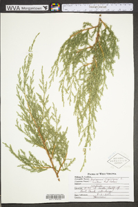 Juniperus virginiana var. virginiana image