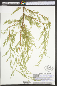 Juniperus virginiana var. virginiana image