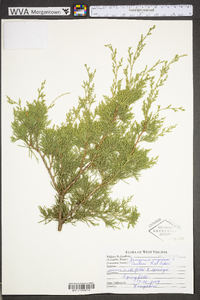 Juniperus virginiana var. virginiana image