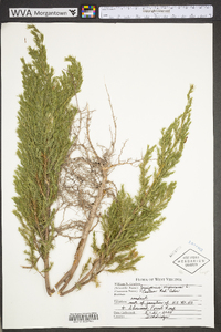 Juniperus virginiana var. virginiana image