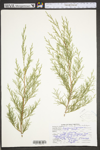 Juniperus virginiana var. virginiana image