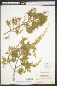 Juniperus virginiana var. virginiana image