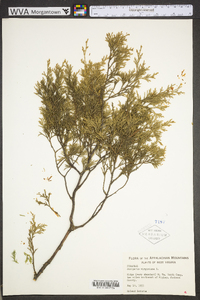 Juniperus virginiana var. virginiana image