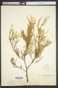 Juniperus virginiana var. virginiana image