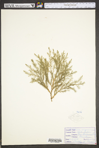 Juniperus virginiana var. virginiana image