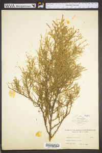 Juniperus virginiana var. virginiana image