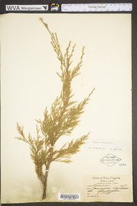 Juniperus virginiana var. virginiana image