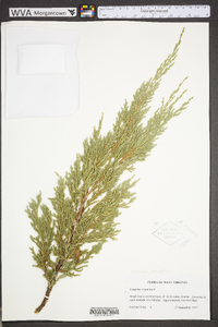 Juniperus virginiana var. virginiana image