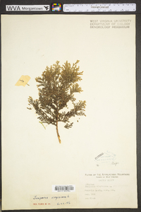 Juniperus virginiana var. virginiana image