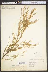 Juniperus virginiana var. virginiana image