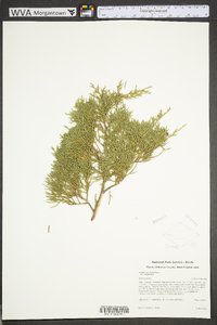 Juniperus virginiana var. virginiana image