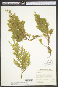 Juniperus virginiana var. virginiana image