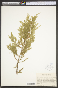 Juniperus virginiana var. virginiana image