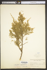 Juniperus virginiana var. virginiana image