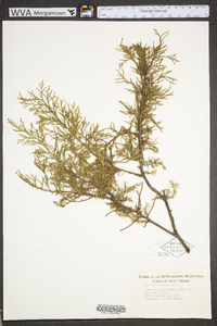 Juniperus virginiana var. virginiana image