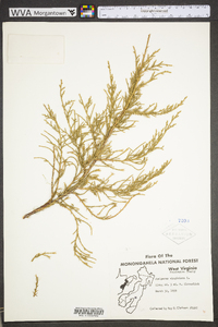 Juniperus virginiana var. virginiana image