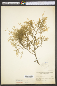 Juniperus virginiana var. virginiana image