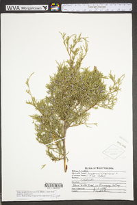 Juniperus virginiana var. virginiana image