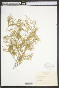 Juniperus virginiana var. virginiana image