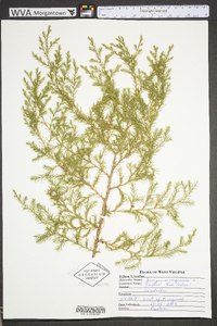 Juniperus virginiana var. virginiana image