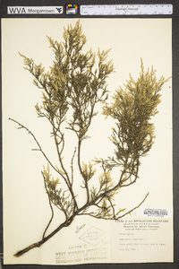 Juniperus virginiana var. virginiana image