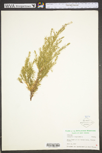 Juniperus virginiana var. virginiana image