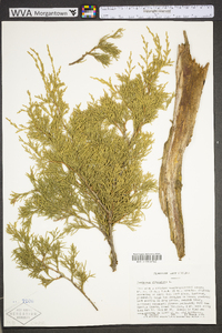 Juniperus virginiana var. virginiana image