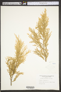 Juniperus virginiana var. virginiana image