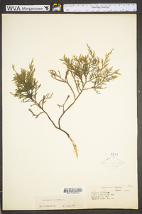 Juniperus virginiana var. virginiana image