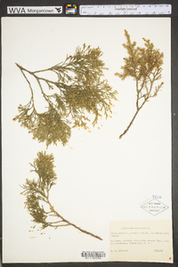 Juniperus virginiana var. virginiana image