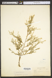 Juniperus virginiana var. virginiana image