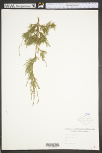 Juniperus virginiana var. virginiana image