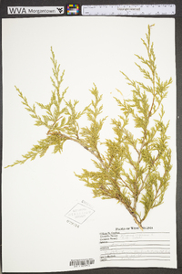 Juniperus virginiana var. virginiana image