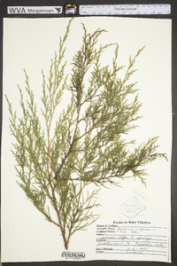 Juniperus virginiana var. virginiana image