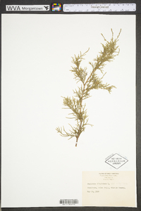 Juniperus virginiana var. virginiana image