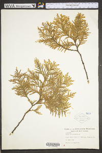 Thuja occidentalis image