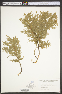 Thuja occidentalis image