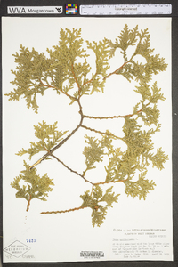 Thuja occidentalis image