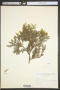 Thuja occidentalis image