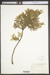 Thuja occidentalis image