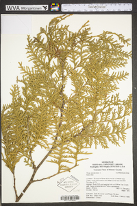 Thuja occidentalis image