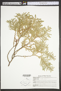 Thuja occidentalis image