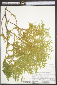 Thuja occidentalis image